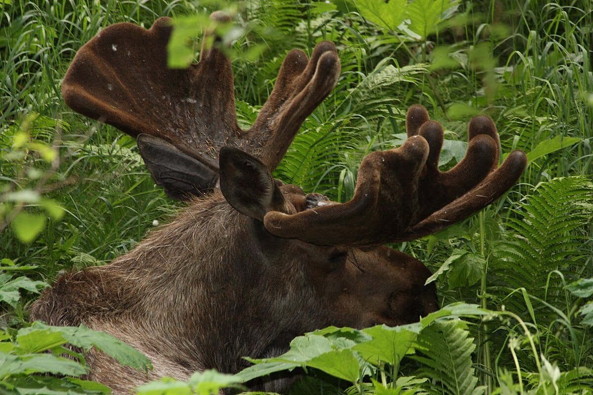 Alces