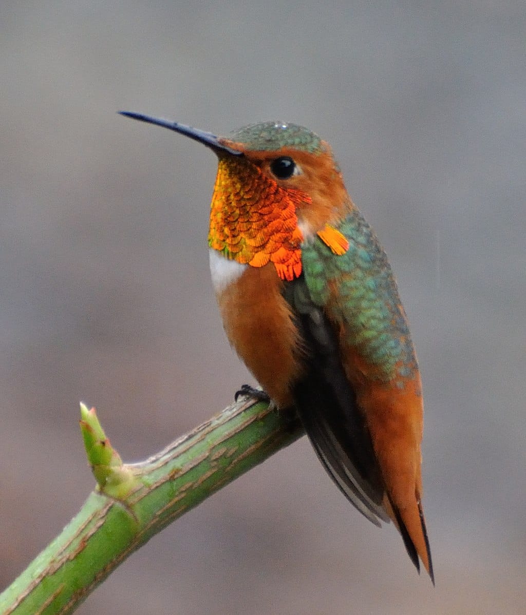 Allen’s Hummingbird