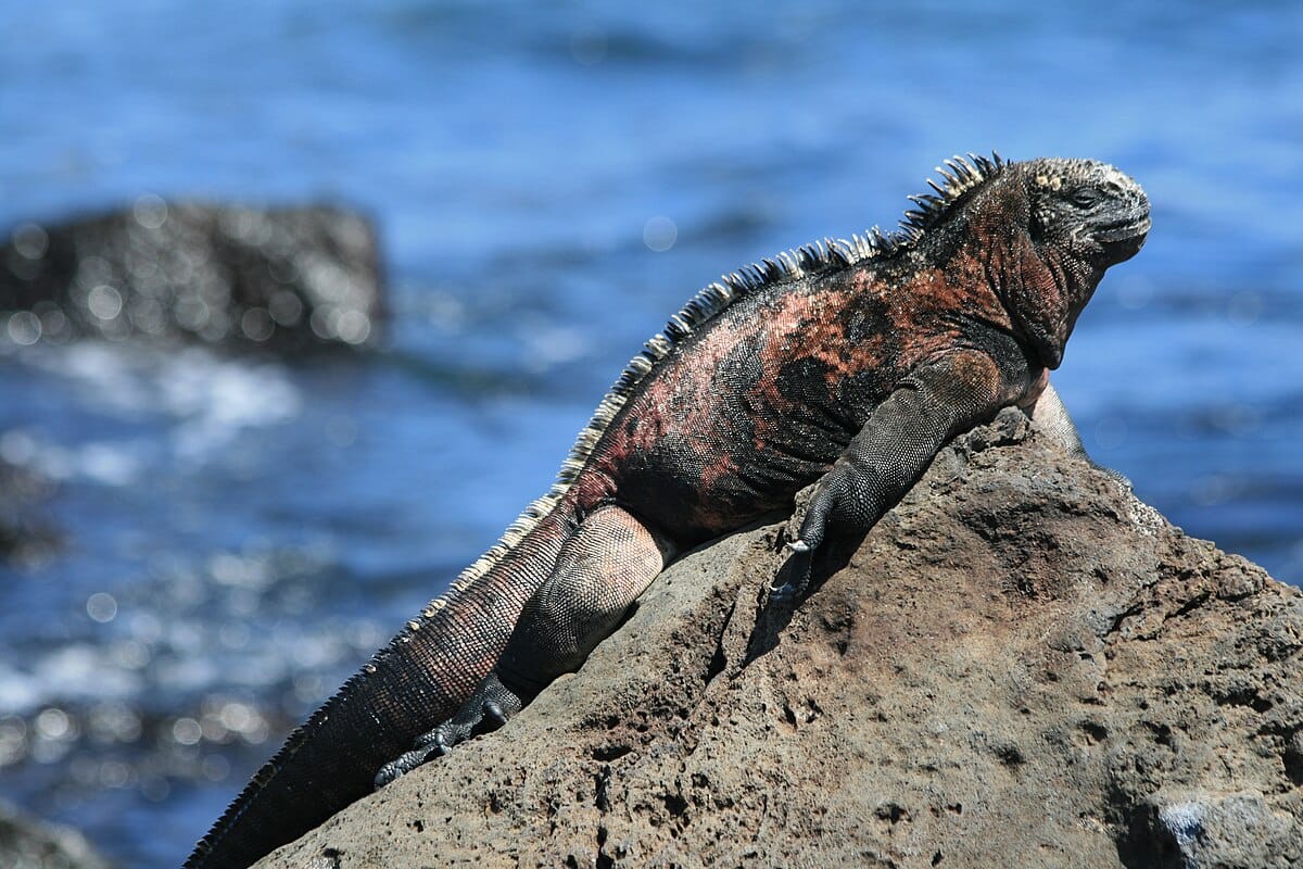 Amblyrhynchus cristatus