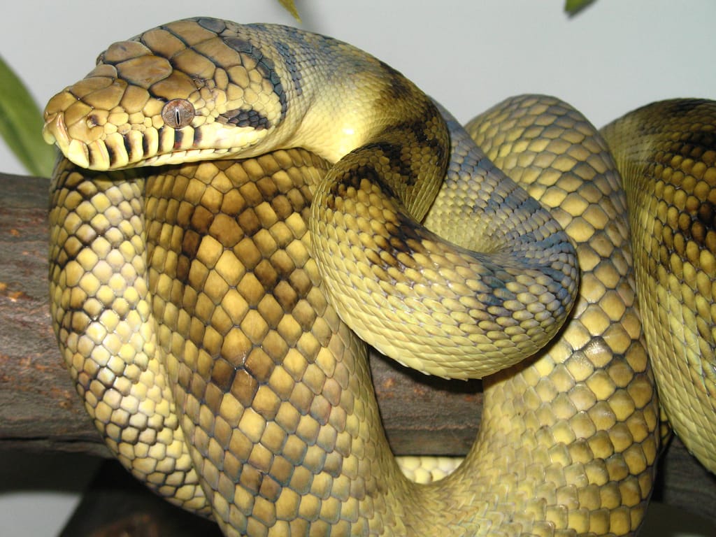 Amethystine Python