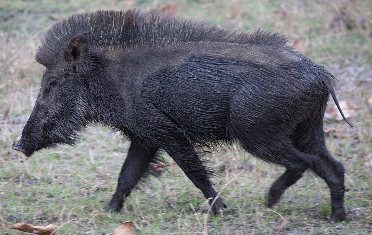 Andaman Wild Pig