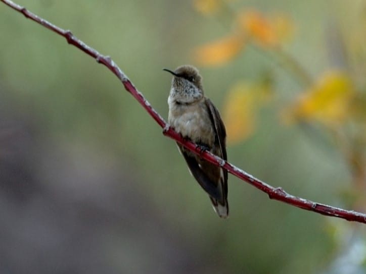 Andean Hillstar