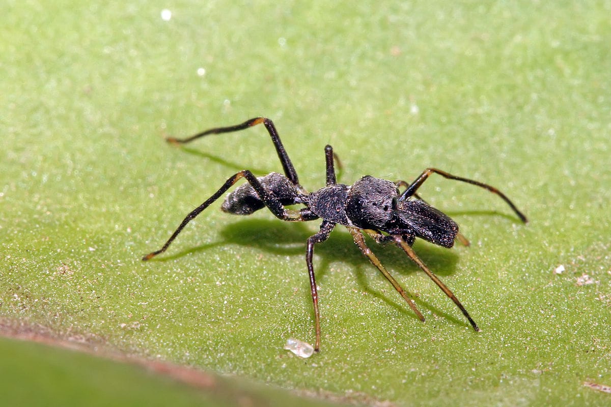 Ant-Mimic Spider