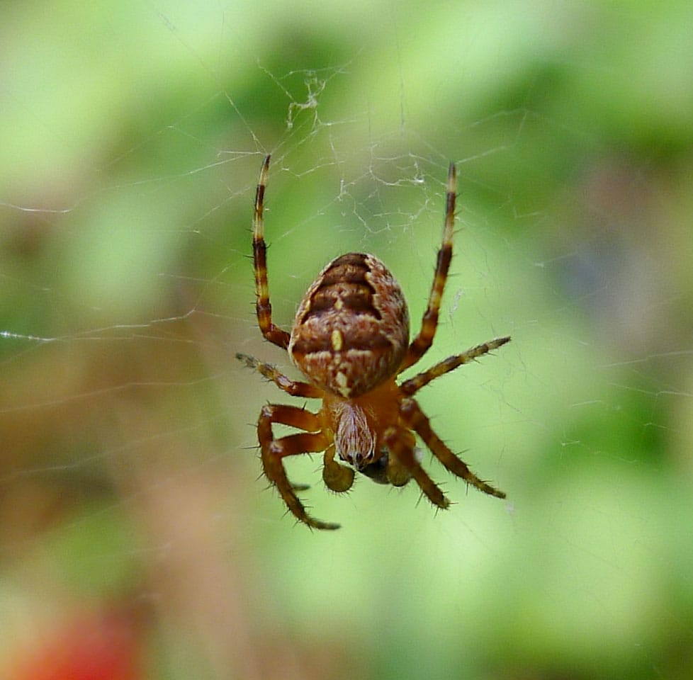 Araneus diadematus
