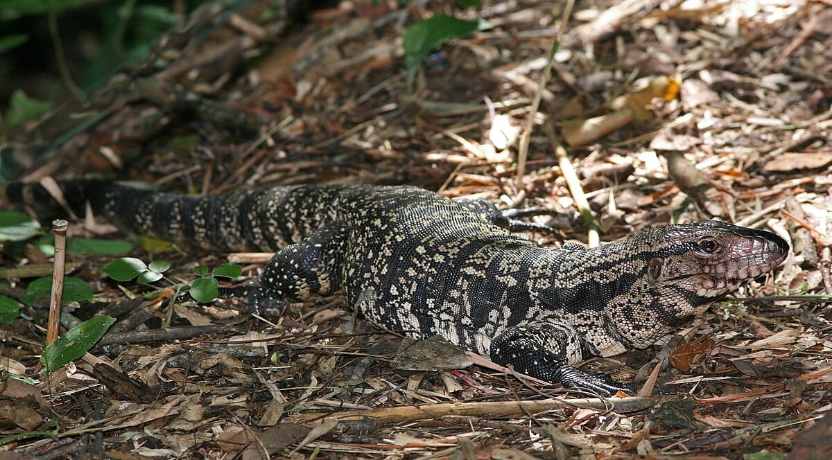 Argentine Black and White Tegu