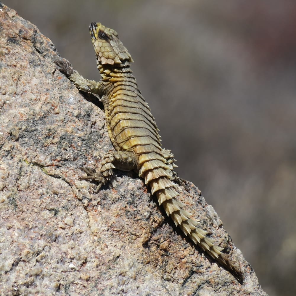 Armadillo Girdled Lizard