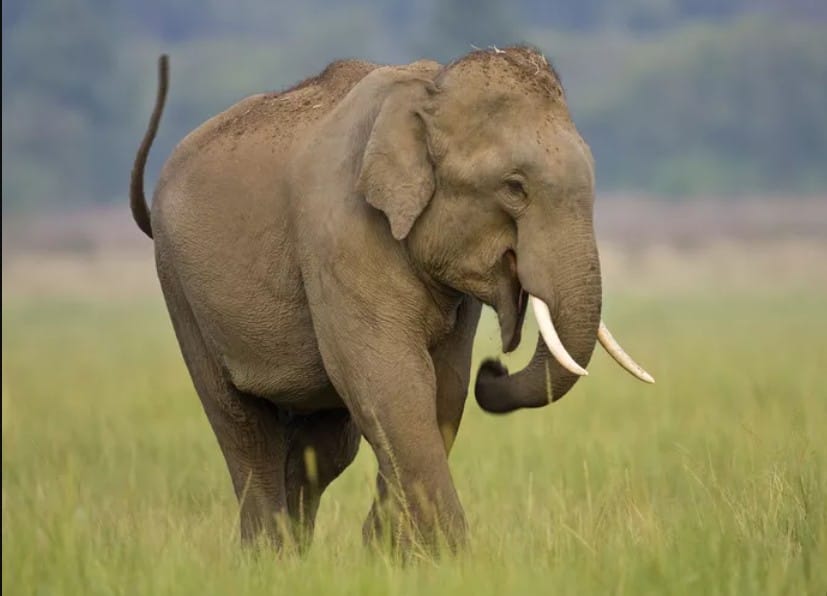 Asian Elephant