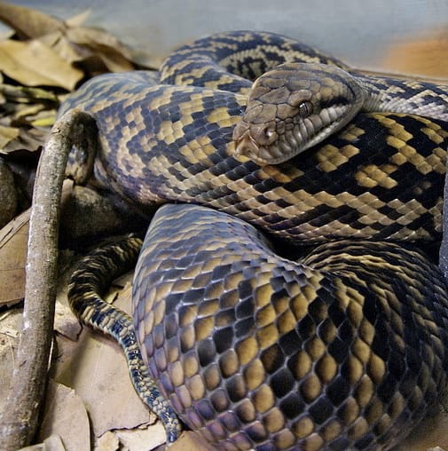 Australian Scrub Python