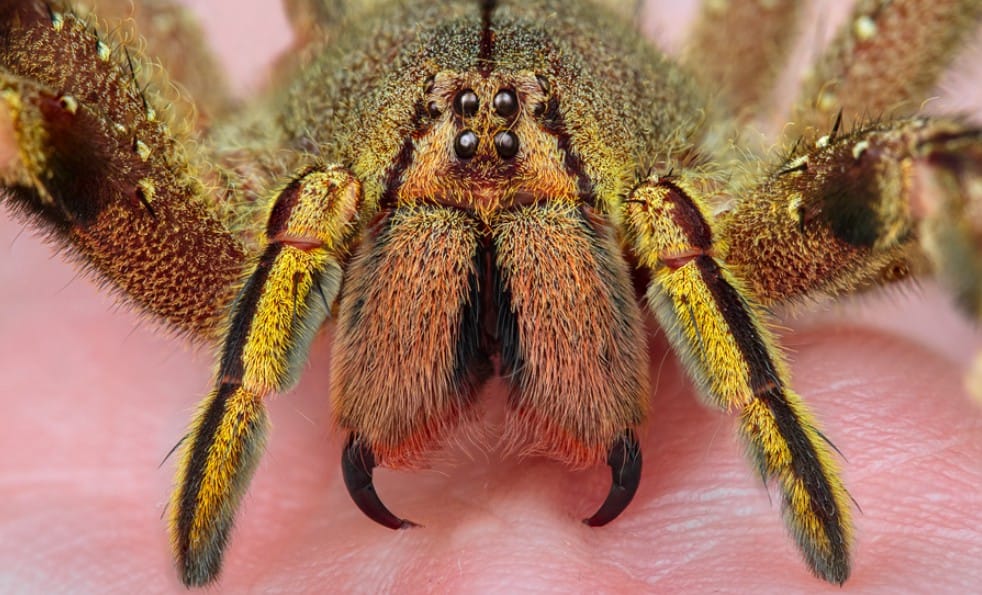 Banana Spider