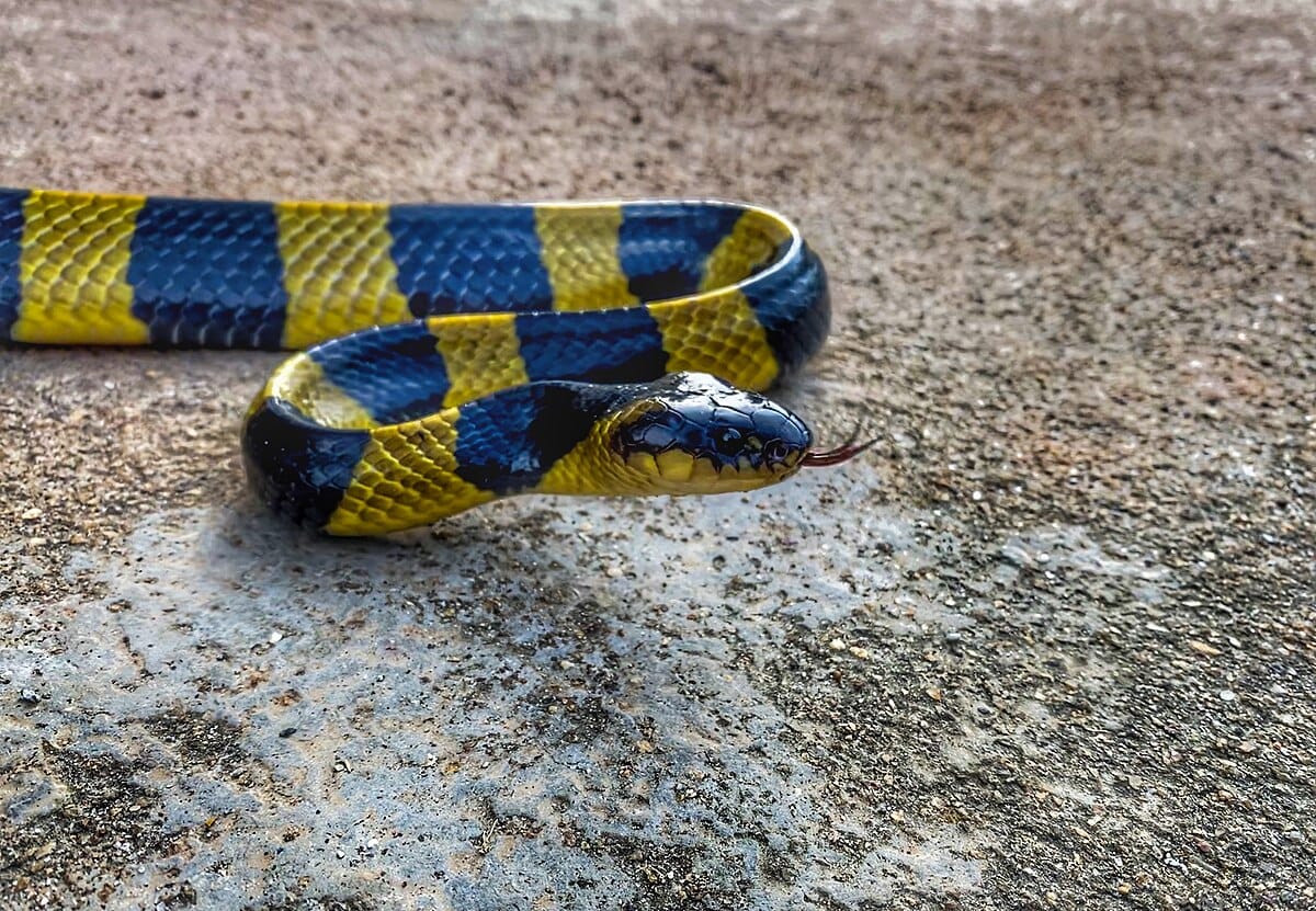Banded Krait