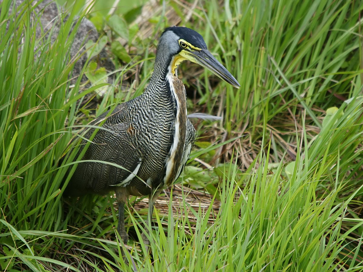 Bare-throated Tiger Heron