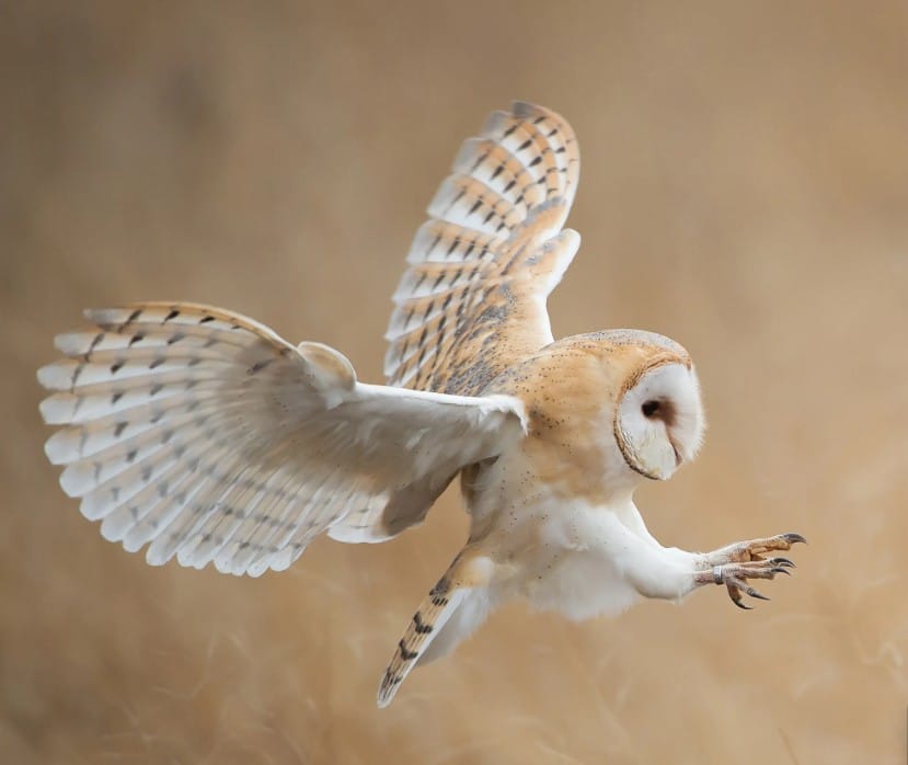 Barn Owl