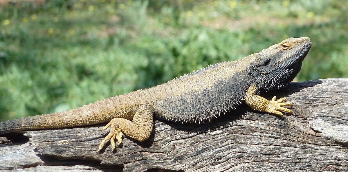 Bearded Dragon