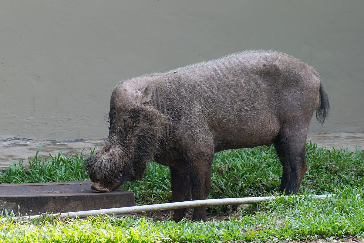 Bearded Pig
