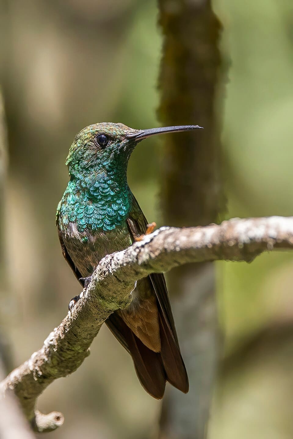 Berylline Hummingbird