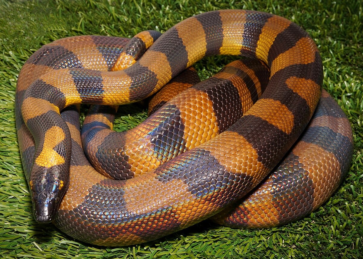 Bismarck Ringed Python