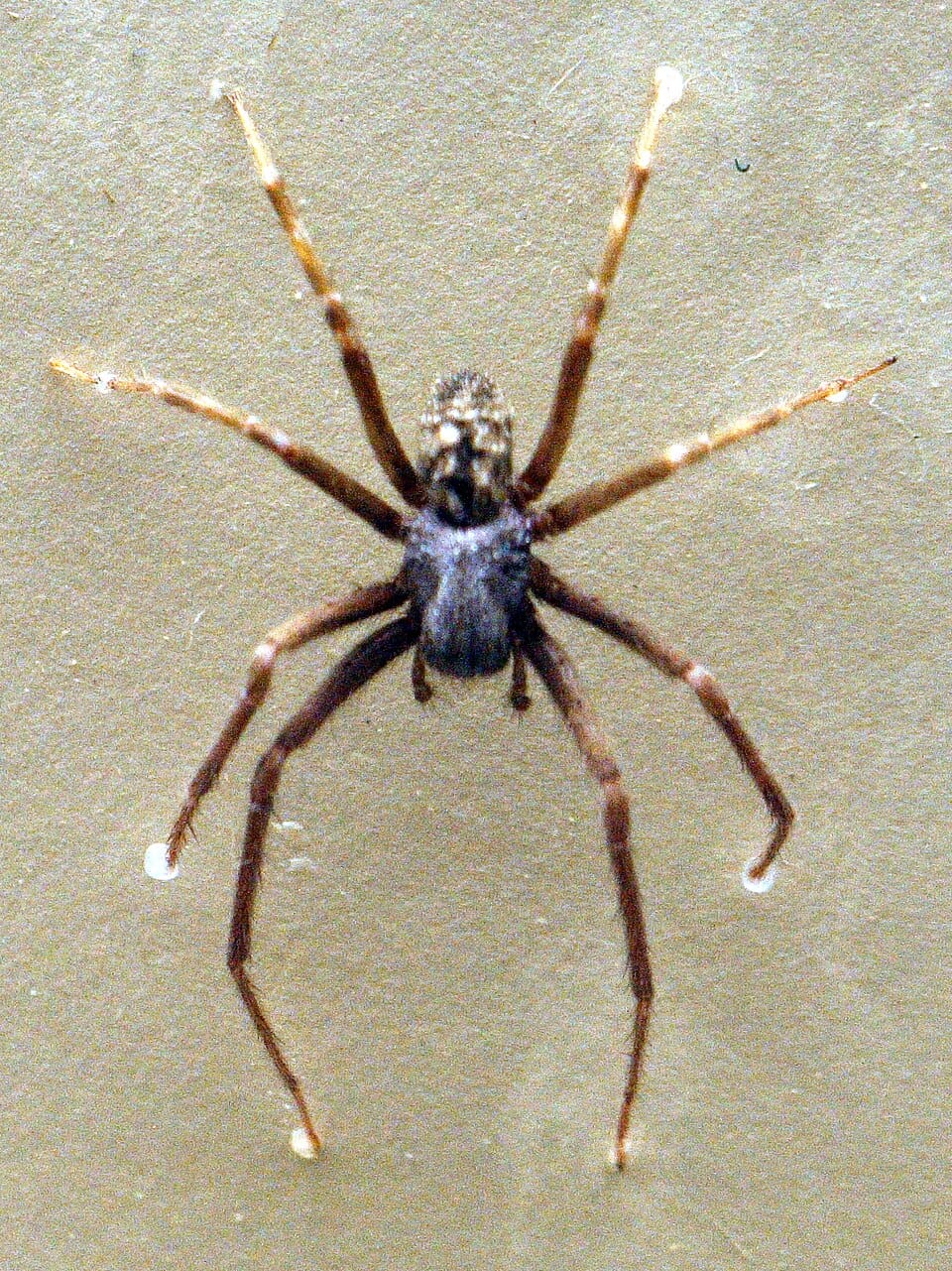 Black House Spider