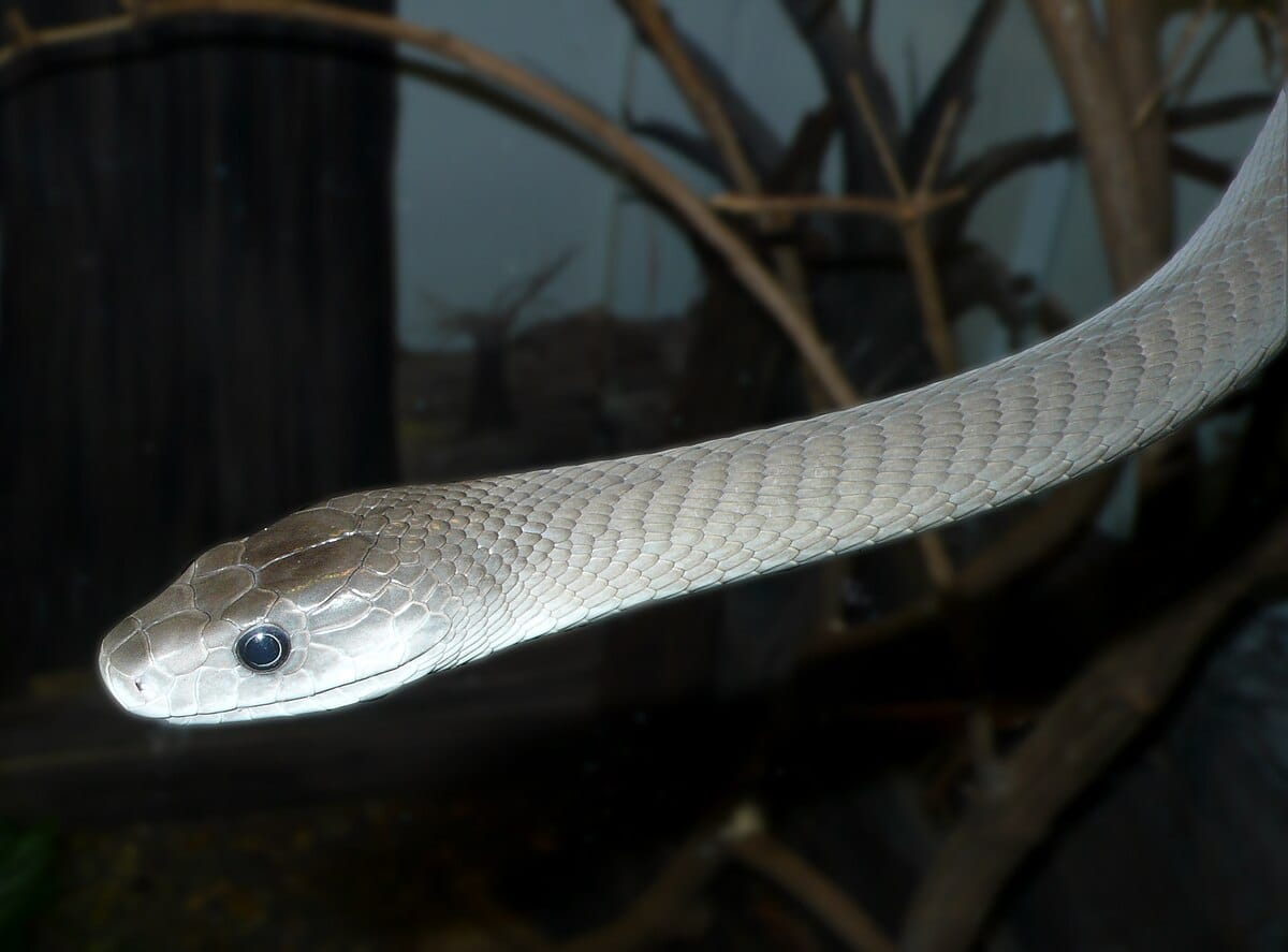 Black Mamba