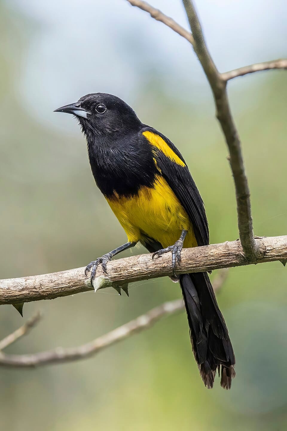 Black-billed Oriole