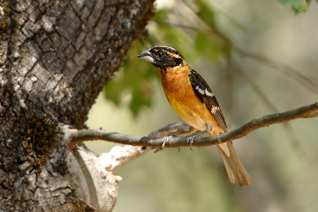 Black-crowned Grosbeak