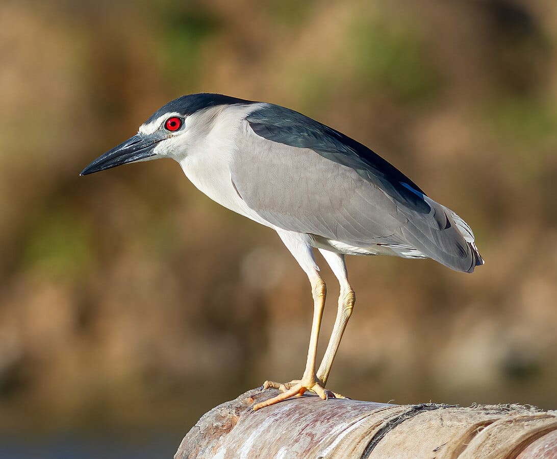 30 Types Of Herons Pictures And Identification 