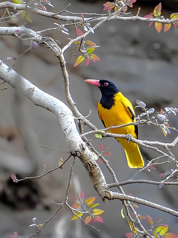 Black-hooded Oriole