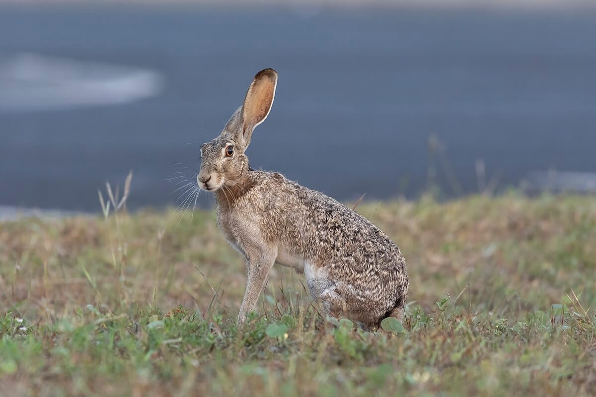 Black-tailed Jackrabbit