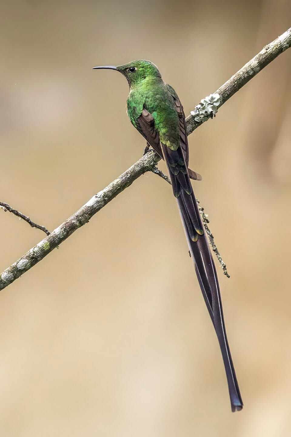 Black-tailed Trainbearer