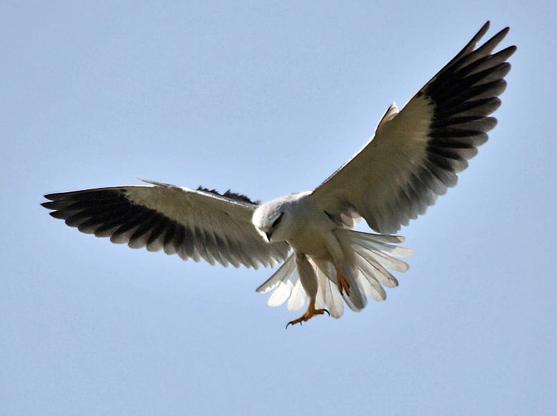 Black-winged Kite