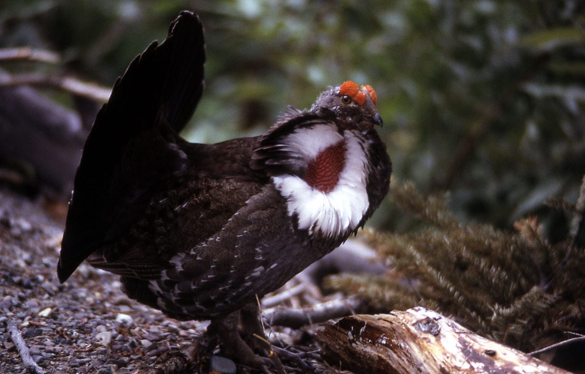 Blue Grouse