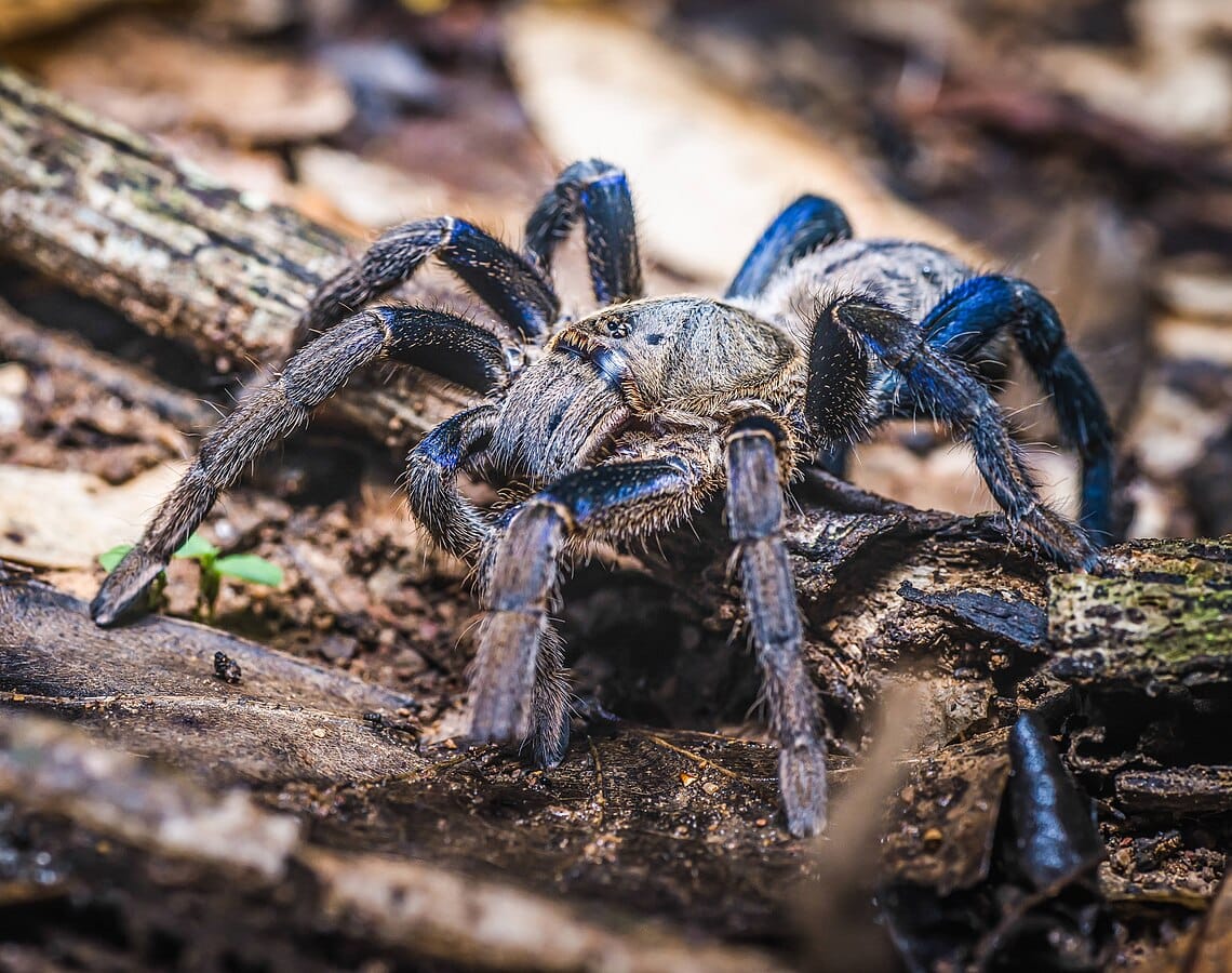 Blue Tarantula