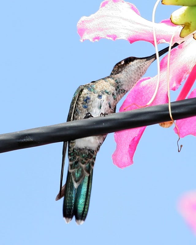 Blue-tufted Starthroat