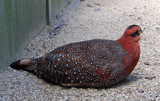 Blyth’s Tragopan