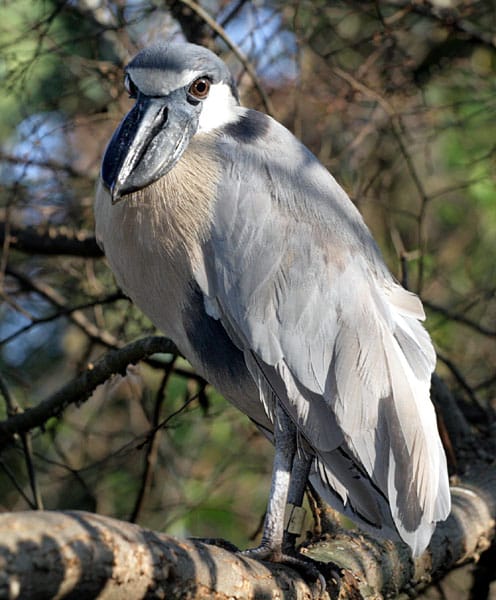 Boat-billed Heron