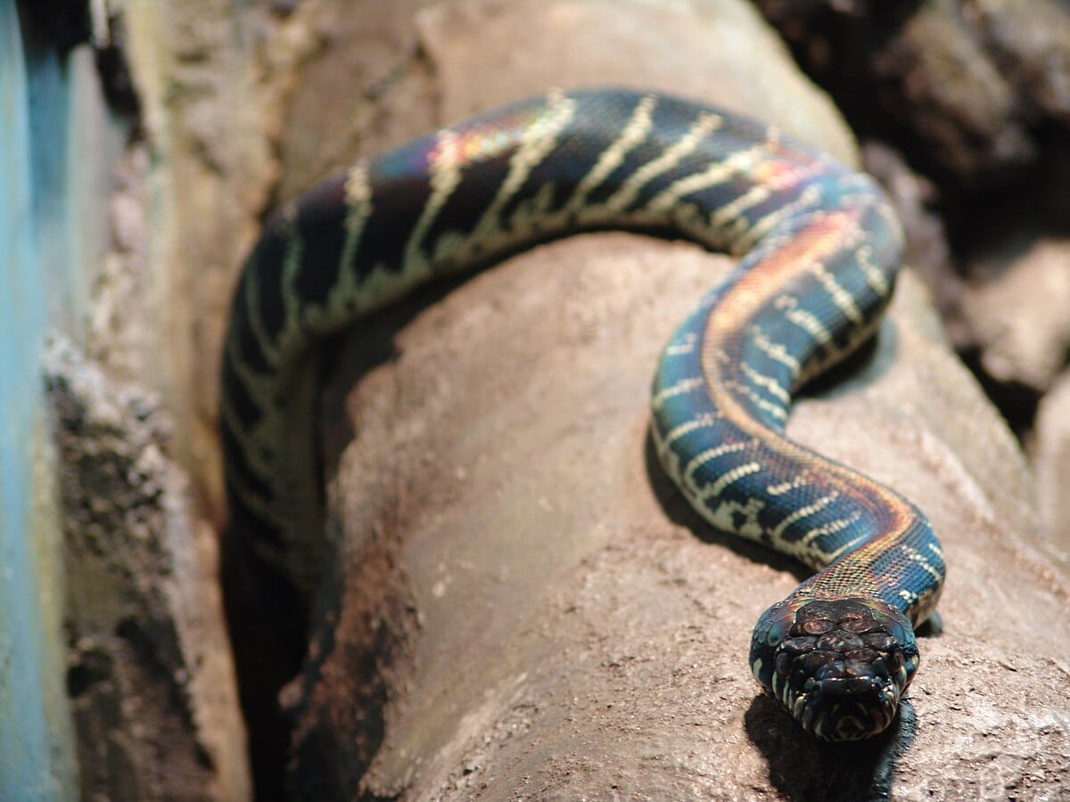 Boelen’s Python