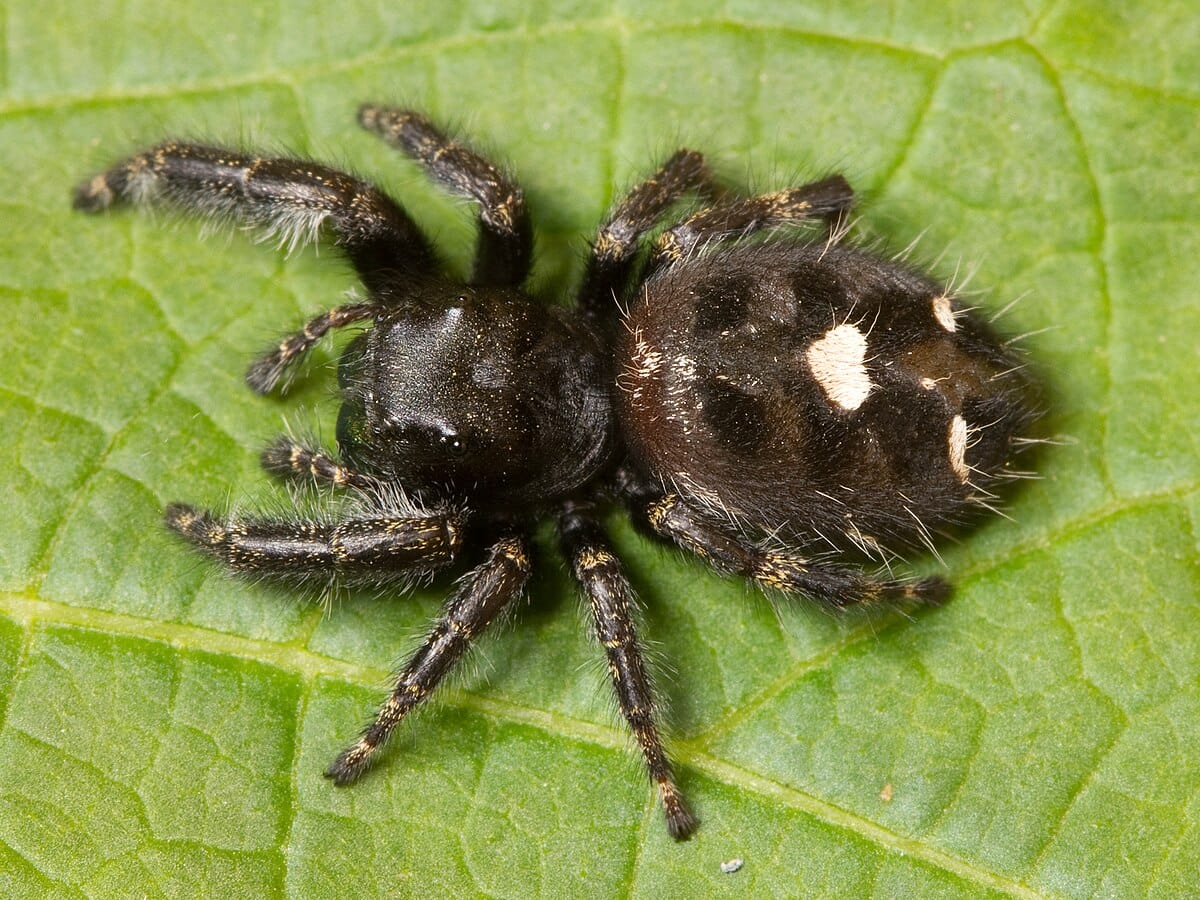 Bold Jumping Spider