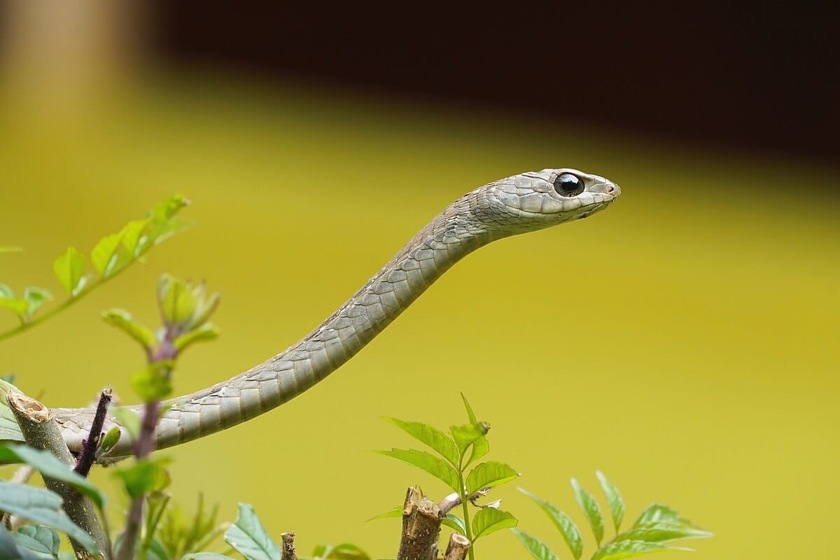 Boomslang