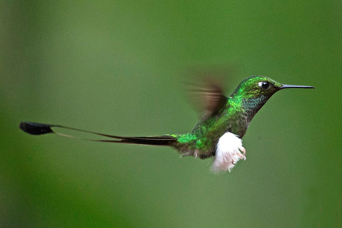 Booted Racket-tail