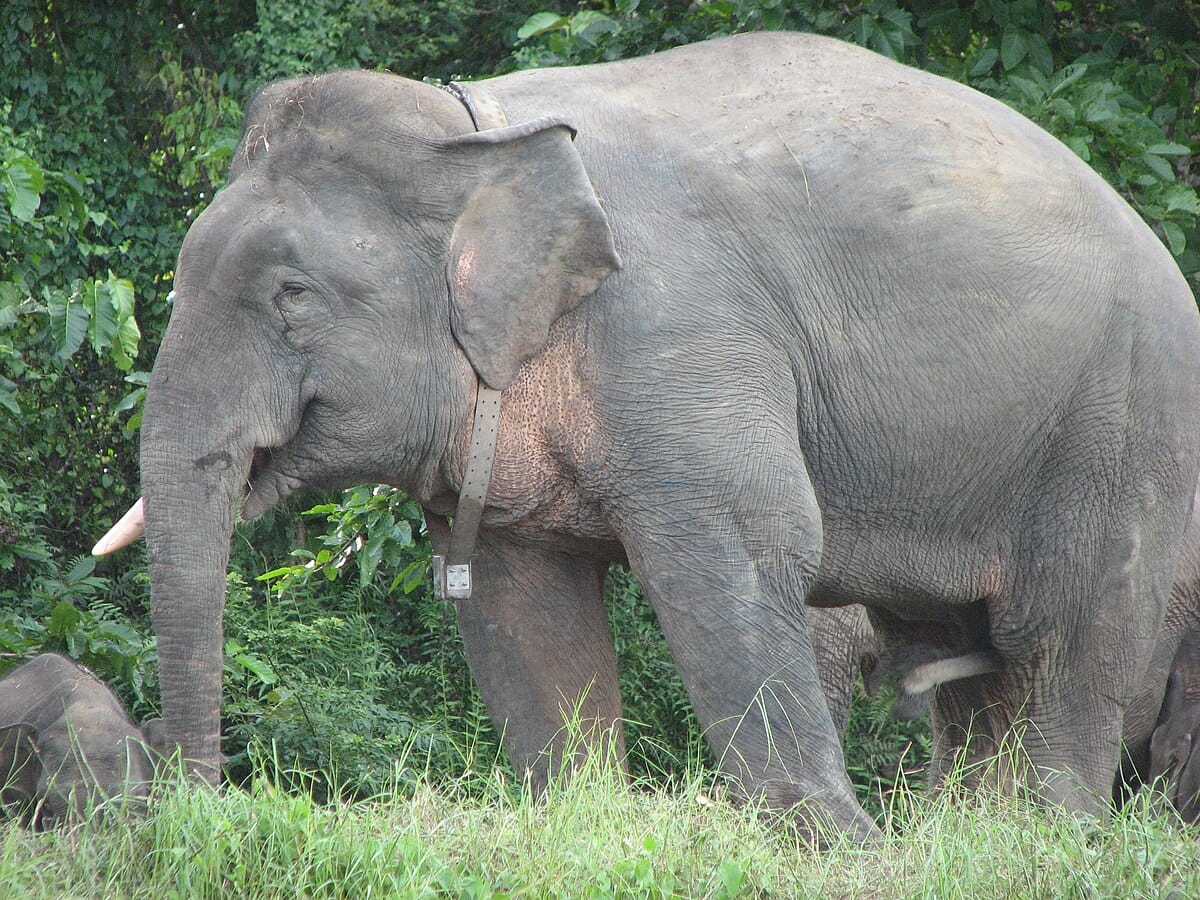 Bornean Elephant