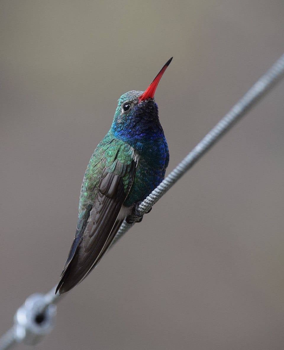 Broad-billed Hummingbird