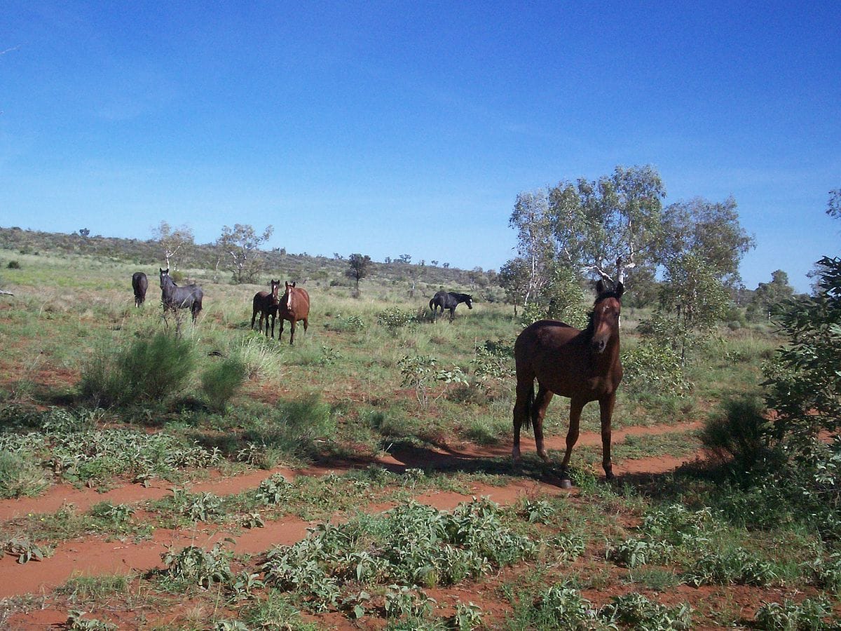 Brumby