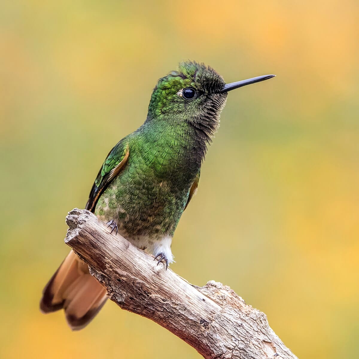 Buff-tailed Coronet