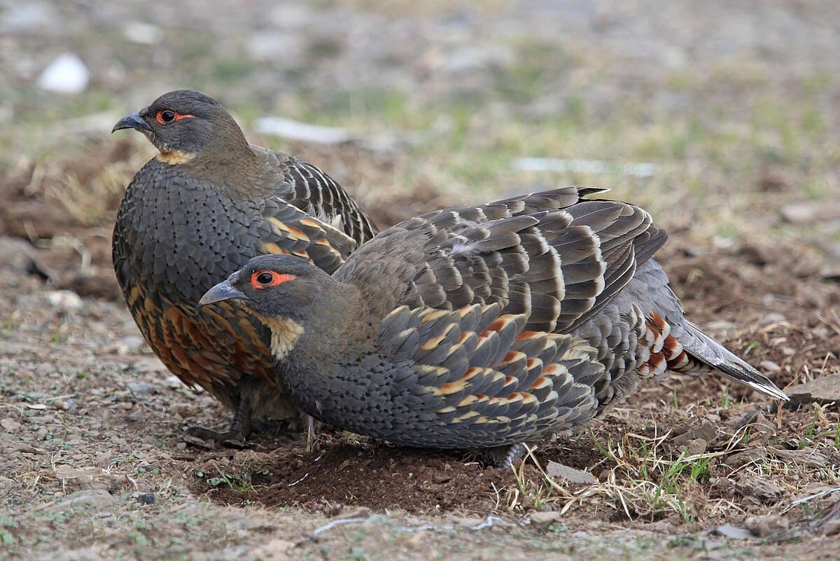 Buff-throated Grouse