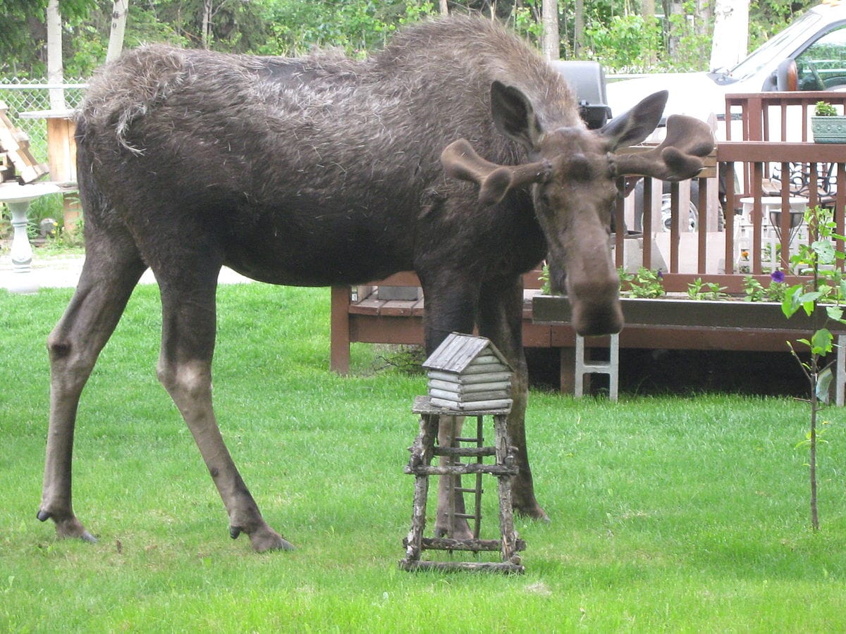 Bull_moose