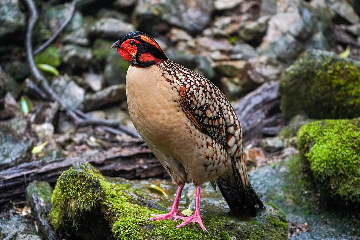 Cabot’s Tragopan