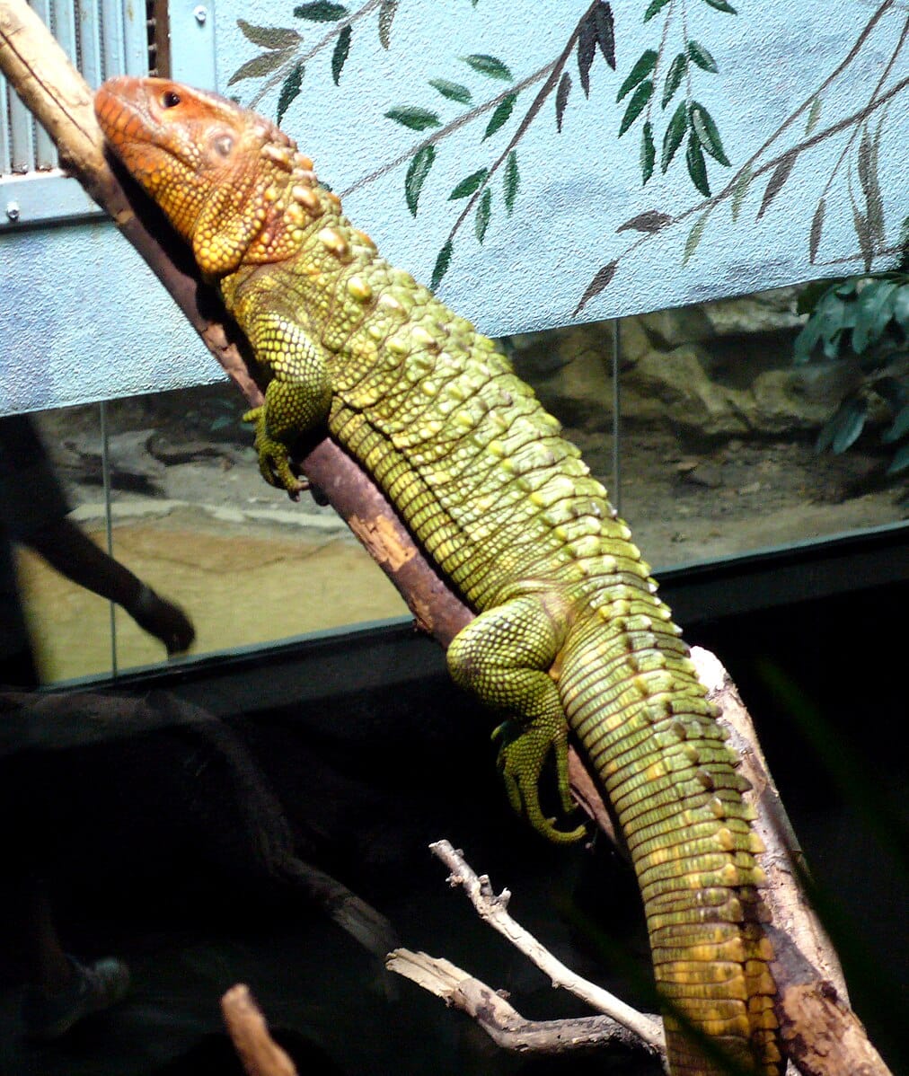 Caiman Lizard