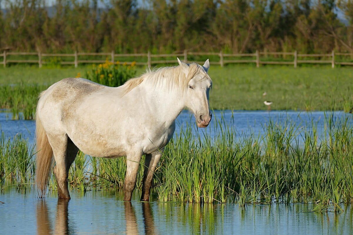 Camargue Horse