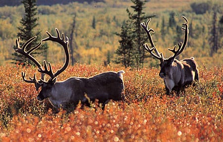 Caribou