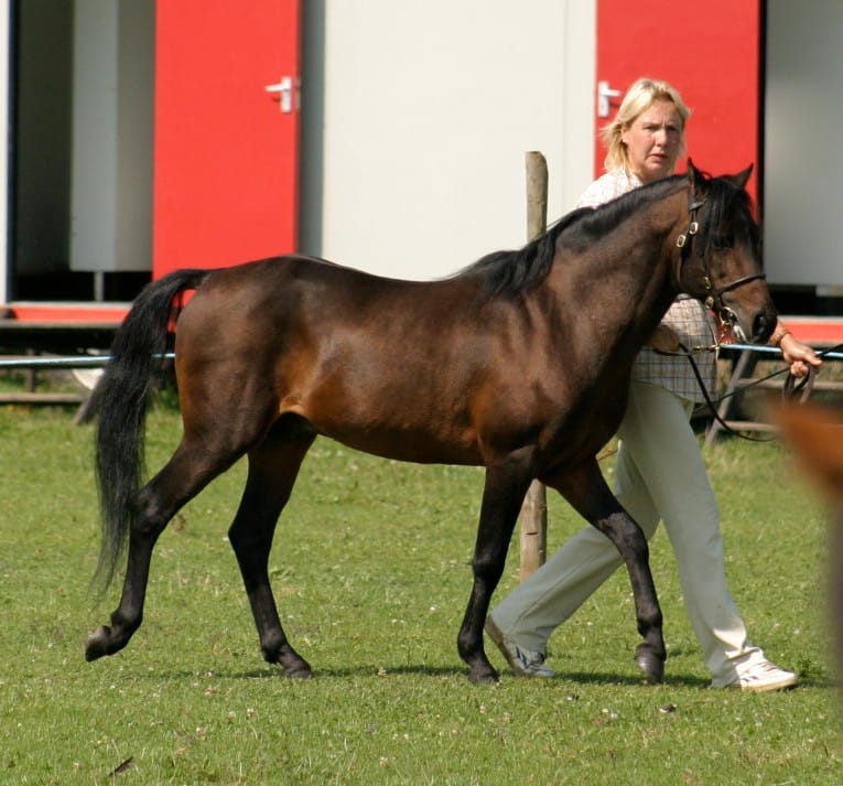 Caspian Horse