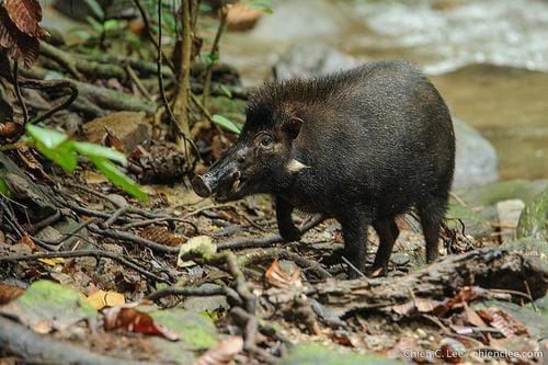 Celebes Warty Pig